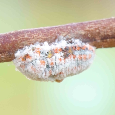 Monophlebulus sp. (genus) (Giant Snowball Mealybug) at Sullivans Creek, Turner - 6 Apr 2023 by ConBoekel