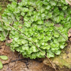 Lunularia cruciata (A thallose liverwort) at Haig Park - 6 Apr 2023 by ConBoekel