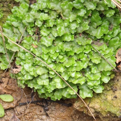 Lunularia cruciata (A thallose liverwort) at Turner, ACT - 6 Apr 2023 by ConBoekel