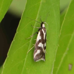 Epithymema incomposita (Chezela group) at Haig Park - 6 Apr 2023 by ConBoekel