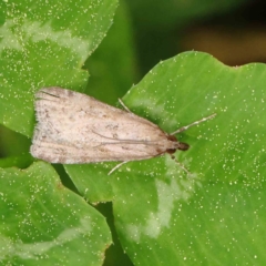 Eudonia cleodoralis (A Crambid moth) at Haig Park - 6 Apr 2023 by ConBoekel