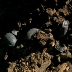 Pterohelaeus (genus) (Pie-dish beetle) at Murga, NSW - 21 Jun 2023 by Paul4K