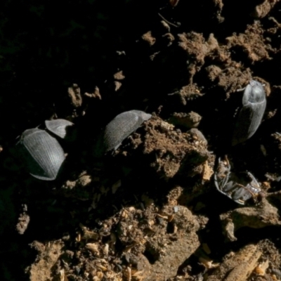 Pterohelaeus (genus) (Pie-dish beetle) at Murga, NSW - 21 Jun 2023 by Paul4K