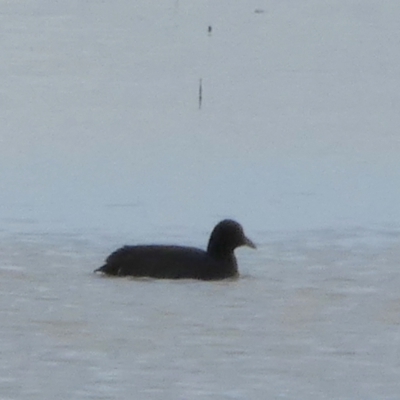 Fulica atra (Eurasian Coot) at Lake Cowal, NSW - 20 Jun 2023 by Paul4K