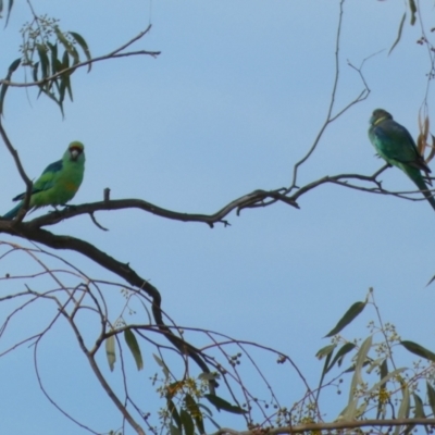 Barnardius zonarius (Australian Ringneck) at Lake Cowal, NSW - 20 Jun 2023 by Paul4K