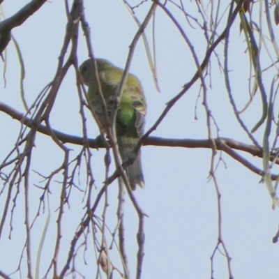 Psephotus haematonotus (Red-rumped Parrot) at Lake Cowal, NSW - 20 Jun 2023 by Paul4K