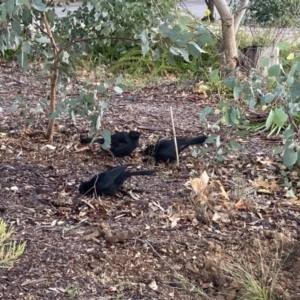 Corcorax melanorhamphos at Aranda, ACT - 20 Jun 2023