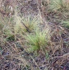 Nassella trichotoma (Serrated Tussock) at Hackett, ACT - 23 Jun 2023 by waltraud