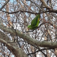 Polytelis swainsonii (Superb Parrot) at Monash, ACT - 23 Jun 2023 by MB