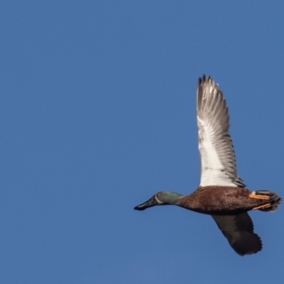 Spatula rhynchotis (Australasian Shoveler) at Fyshwick, ACT - 22 Jun 2023 by rawshorty