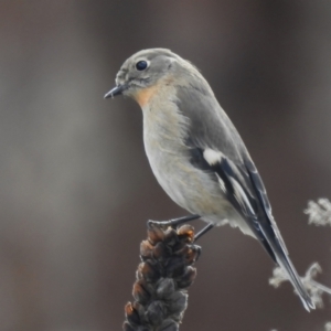 Petroica phoenicea at Tennent, ACT - 23 Jun 2023