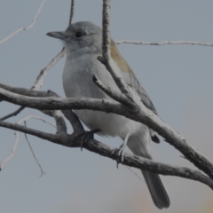 Colluricincla harmonica (Grey Shrikethrush) at Tennent, ACT - 23 Jun 2023 by JohnBundock