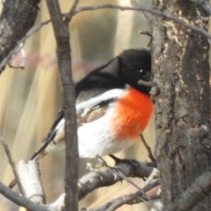 Petroica boodang at Rendezvous Creek, ACT - 16 Jun 2023 02:58 PM