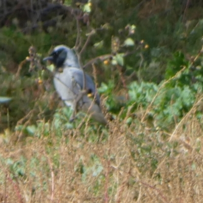 Coracina novaehollandiae (Black-faced Cuckooshrike) at Lake Cowal, NSW - 20 Jun 2023 by Paul4K