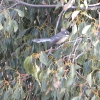 Rhipidura albiscapa (Grey Fantail) at Lake Cowal, NSW - 20 Jun 2023 by Paul4K