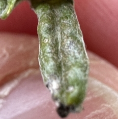 Euchiton japonicus (Creeping Cudweed) at Cook, ACT - 23 Jun 2023 by lbradley