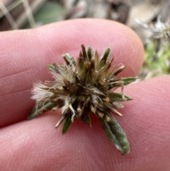 Euchiton japonicus at Cook, ACT - 23 Jun 2023