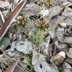 Euchiton japonicus at Cook, ACT - 23 Jun 2023 01:13 PM