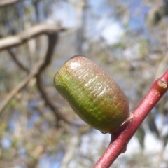 Apiomorpha sp. (genus) (A gall forming scale) at O'Malley, ACT - 10 Apr 2023 by Mike