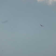 Aquila audax (Wedge-tailed Eagle) at Isaacs, ACT - 9 Jun 2023 by Mike