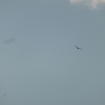 Aquila audax (Wedge-tailed Eagle) at Isaacs, ACT - 9 Jun 2023 by Mike