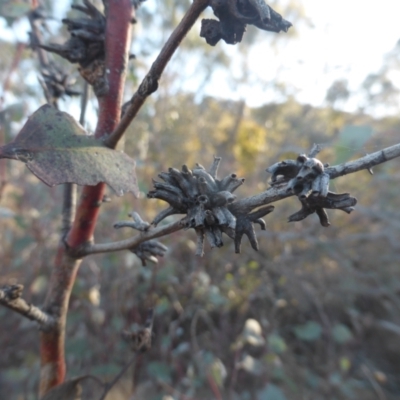 Apiomorpha munita (Four horned Gum-tree Gall) at Isaacs Ridge - 18 Jun 2023 by Mike