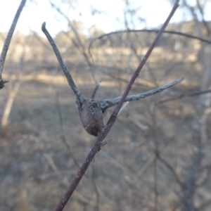 Apiomorpha munita at Jerrabomberra, ACT - 18 Jun 2023