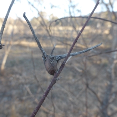 Apiomorpha munita (Four horned Gum-tree Gall) at Isaacs Ridge - 18 Jun 2023 by Mike