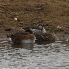 Malacorhynchus membranaceus (Pink-eared Duck) at Lanyon - northern section - 23 Jun 2023 by RodDeb