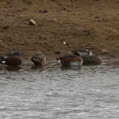 Malacorhynchus membranaceus at Paddys River, ACT - 23 Jun 2023