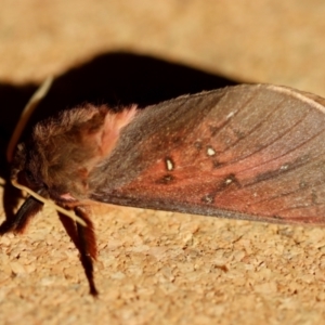 Oxycanus (genus) at Broulee Moruya Nature Observation Area - suppressed