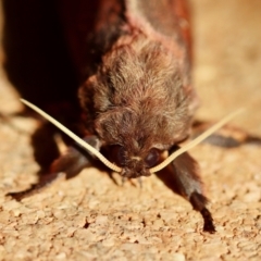 Oxycanus (genus) at Broulee Moruya Nature Observation Area - suppressed