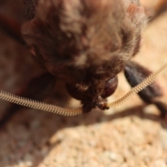 Oxycanus (genus) at Broulee Moruya Nature Observation Area - suppressed