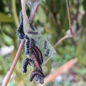 Delias harpalyce at Stromlo, ACT - 23 Jun 2023