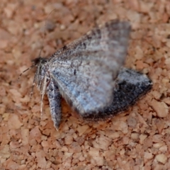 Epyaxa sodaliata at Moruya, NSW - suppressed