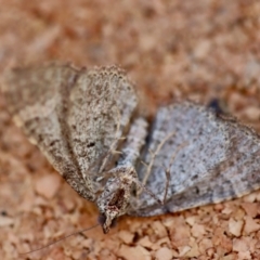 Epyaxa sodaliata at Moruya, NSW - suppressed