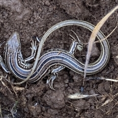 Ctenotus robustus (Robust Striped-skink) at Fentons Creek, VIC - 23 Jun 2023 by KL