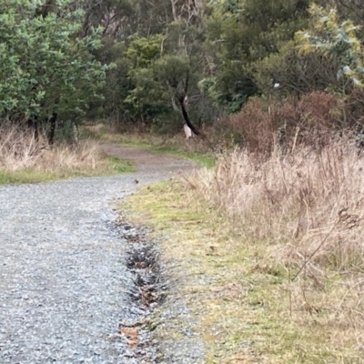 Pyrrholaemus sagittatus (Speckled Warbler) at Hall, ACT - 22 Jun 2023 by Rosie