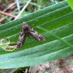 Epyaxa sodaliata (Sodaliata Moth, Clover Moth) at Hall, ACT - 22 Jun 2023 by Rosie