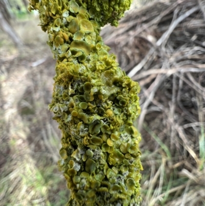 Unidentified Lichen at Murrumbateman, NSW - 23 Jun 2023 by SimoneC