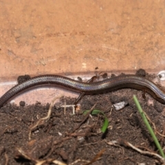 Unverified Skink by TimL