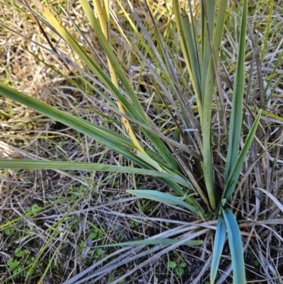 Dianella sp. aff. longifolia (Benambra) (Pale Flax Lily, Blue Flax Lily) at The Pinnacle - 20 Jun 2023 by sangio7