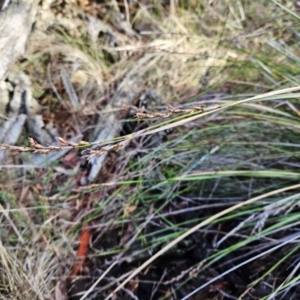 Lepidosperma laterale at Molonglo Valley, ACT - 20 Jun 2023 02:13 PM