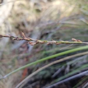 Lepidosperma laterale at Molonglo Valley, ACT - 20 Jun 2023 02:13 PM