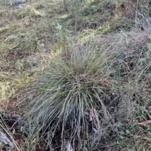 Lepidosperma laterale at Molonglo Valley, ACT - 20 Jun 2023 02:13 PM