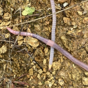 Oligochaeta (class) at Googong, NSW - suppressed