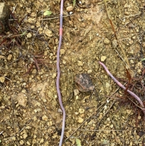 Oligochaeta (class) at Googong, NSW - suppressed