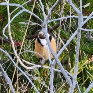 Acanthorhynchus tenuirostris at Isaacs, ACT - 24 Jun 2023