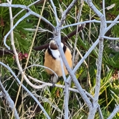 Acanthorhynchus tenuirostris (Eastern Spinebill) at Isaacs, ACT - 24 Jun 2023 by Mike