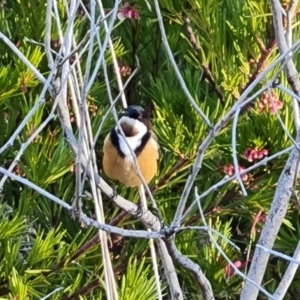 Acanthorhynchus tenuirostris at Isaacs, ACT - 24 Jun 2023